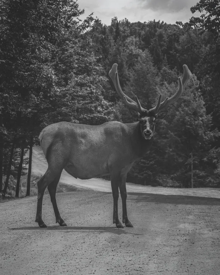elk walking on grass